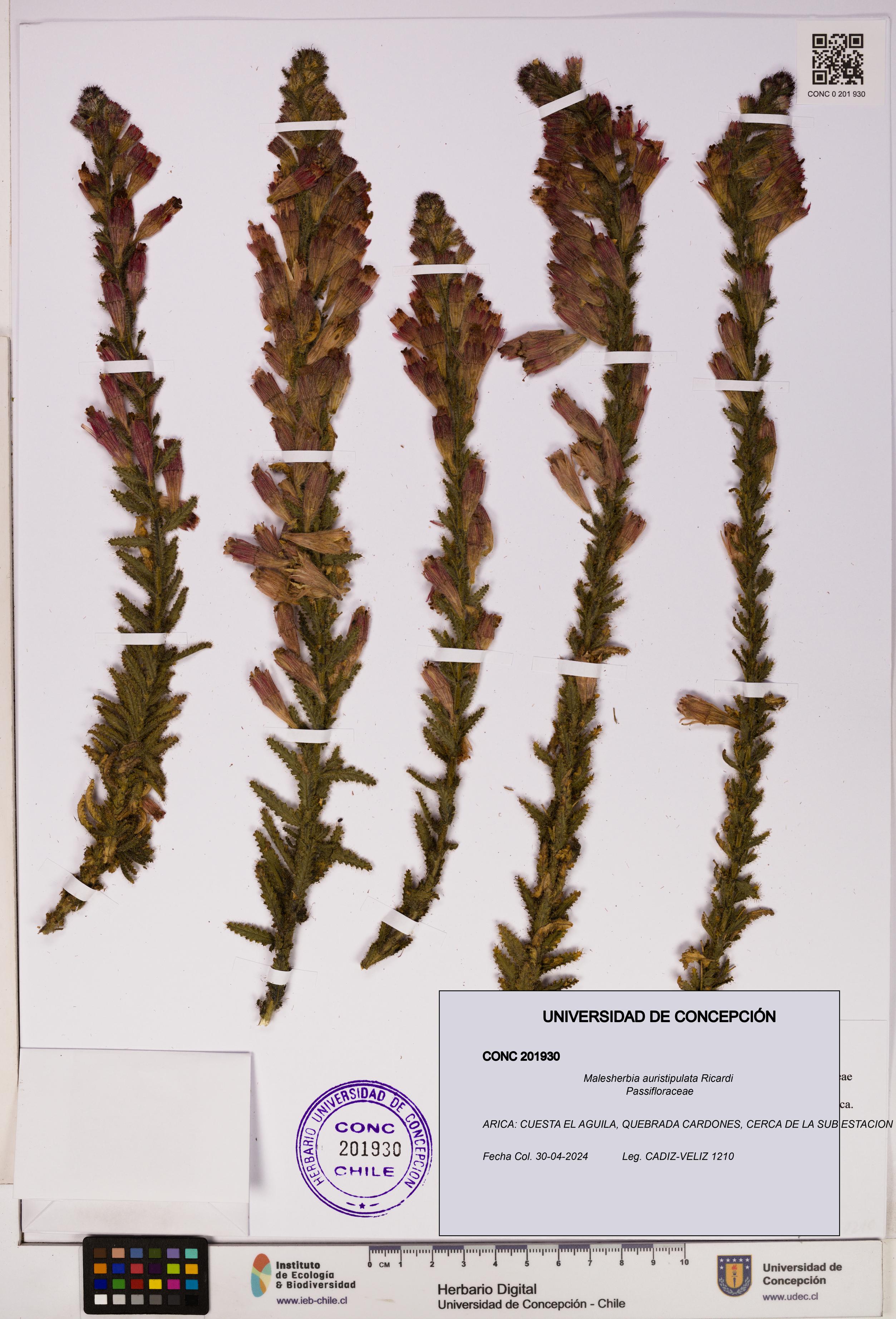 Malesherbia auristipulata [Espécimen: UDEC:CONC:0201930]