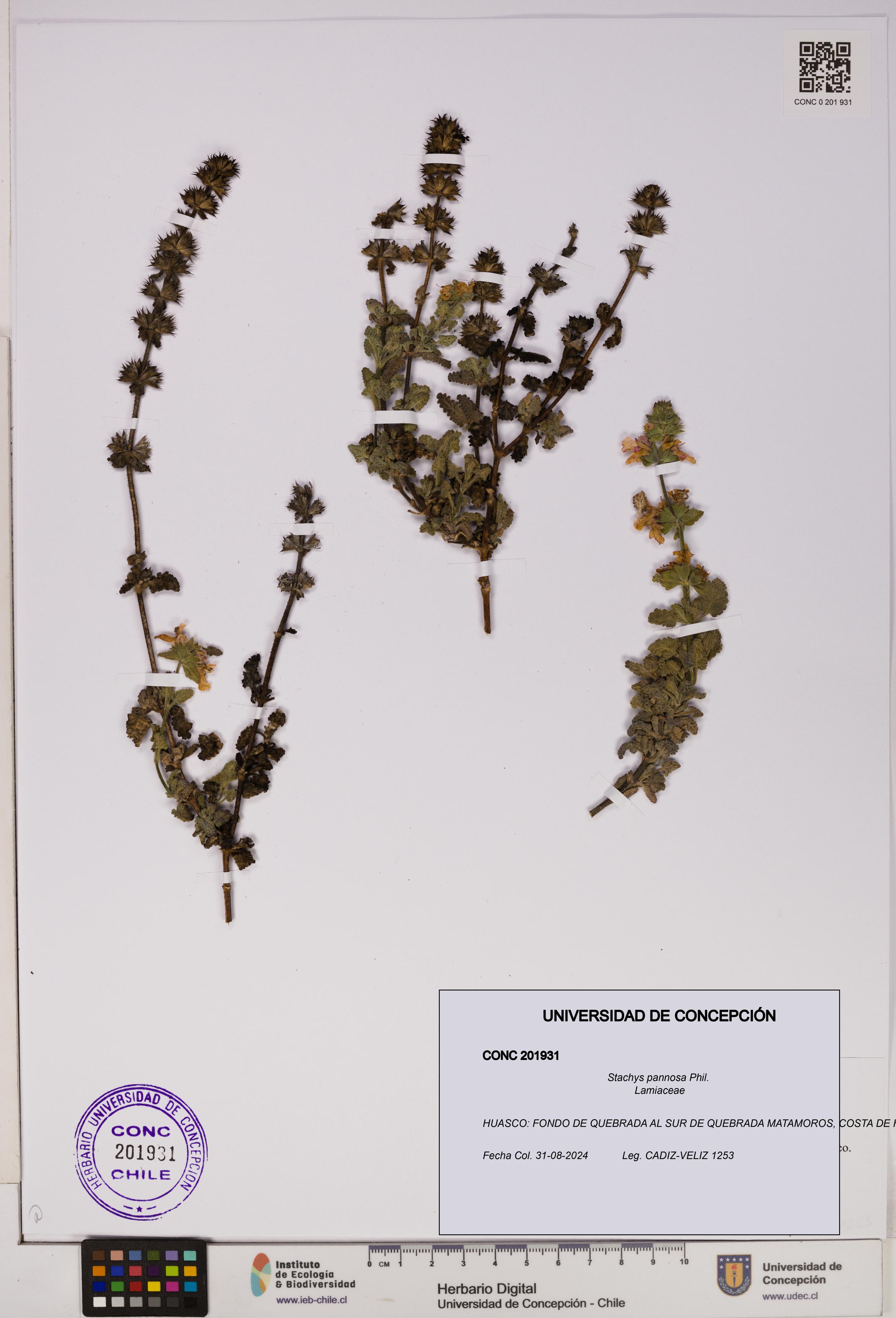 Stachys pannosa [Espécimen: UDEC:CONC:0201931]