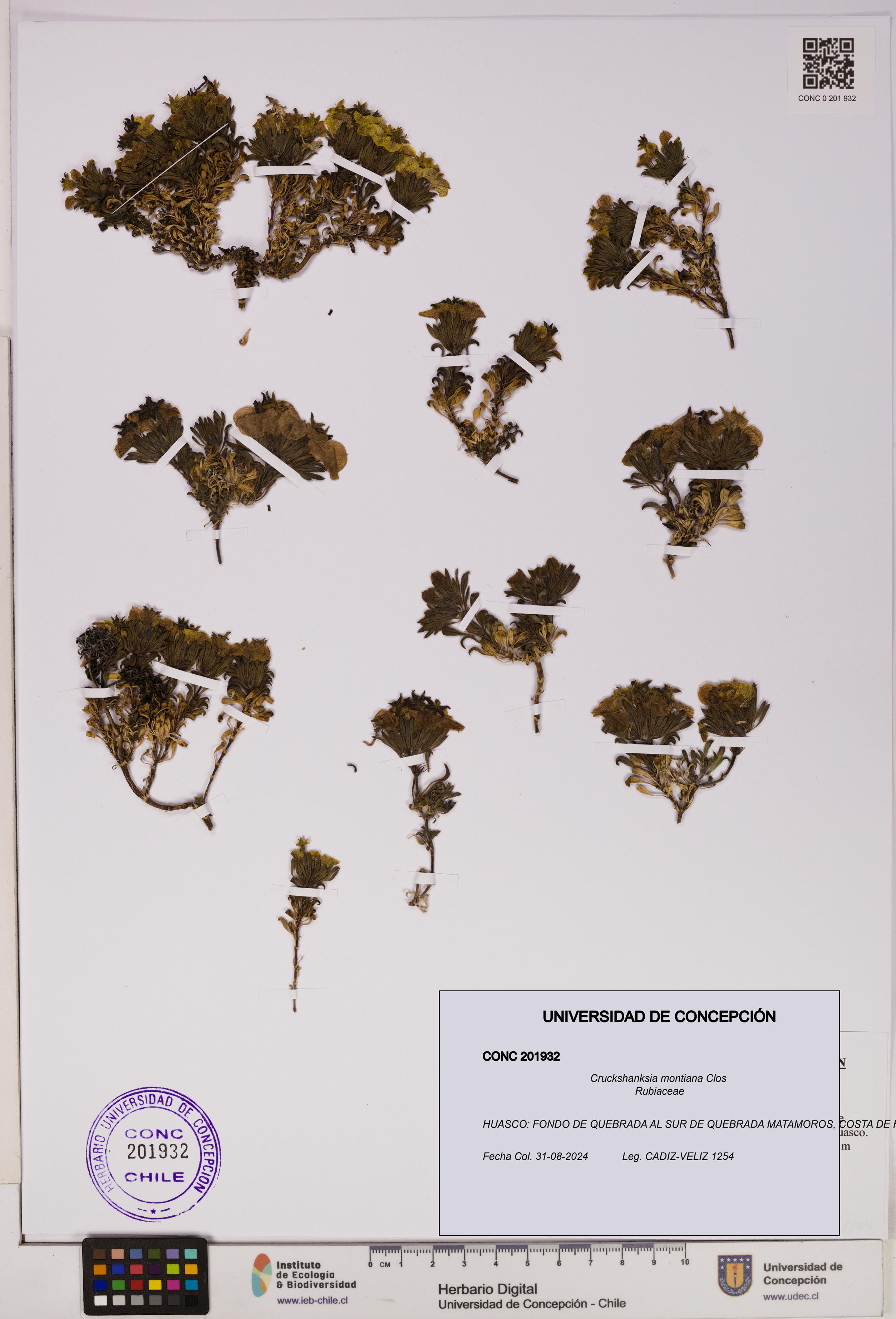 Cruckshanksia montiana [Espécimen: UDEC:CONC:0201932]