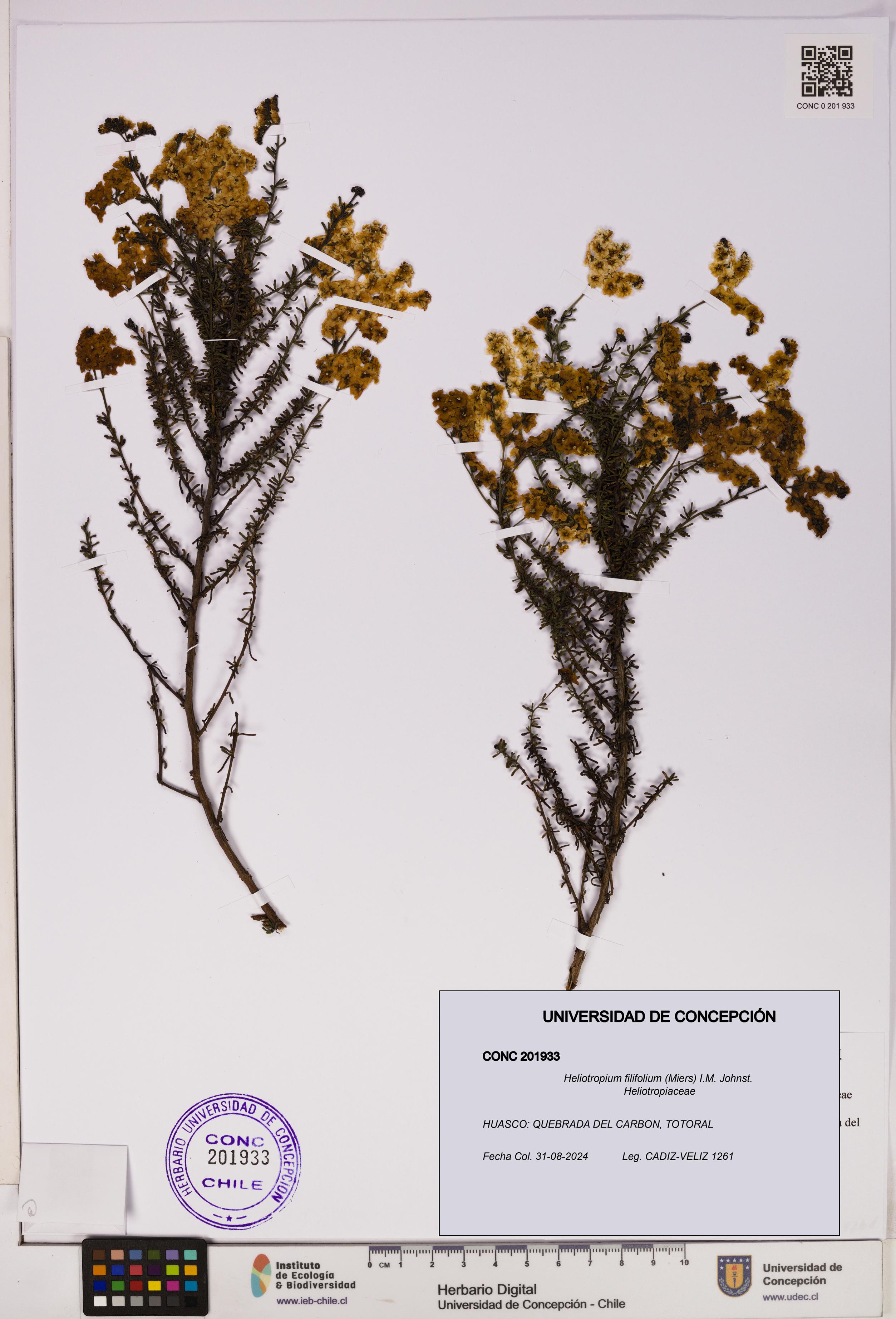 Heliotropium filifolium [Espécimen: UDEC:CONC:0201933]