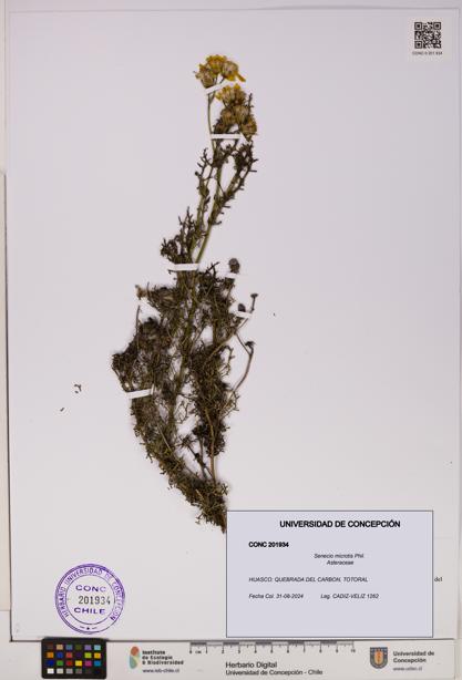 Senecio microtis [Espécimen: UDEC:CONC:0201934]