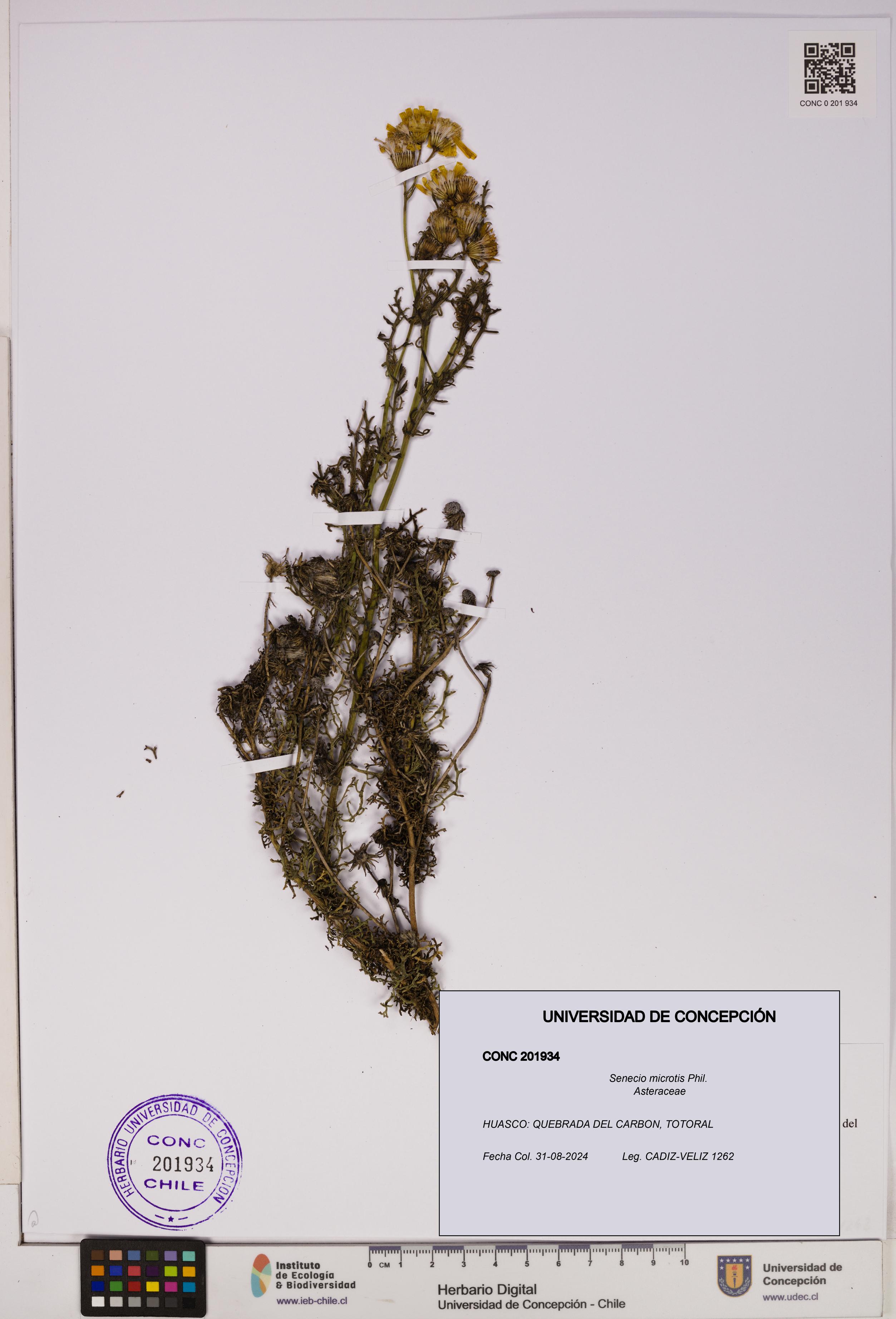 Senecio microtis [Espécimen: UDEC:CONC:0201934]