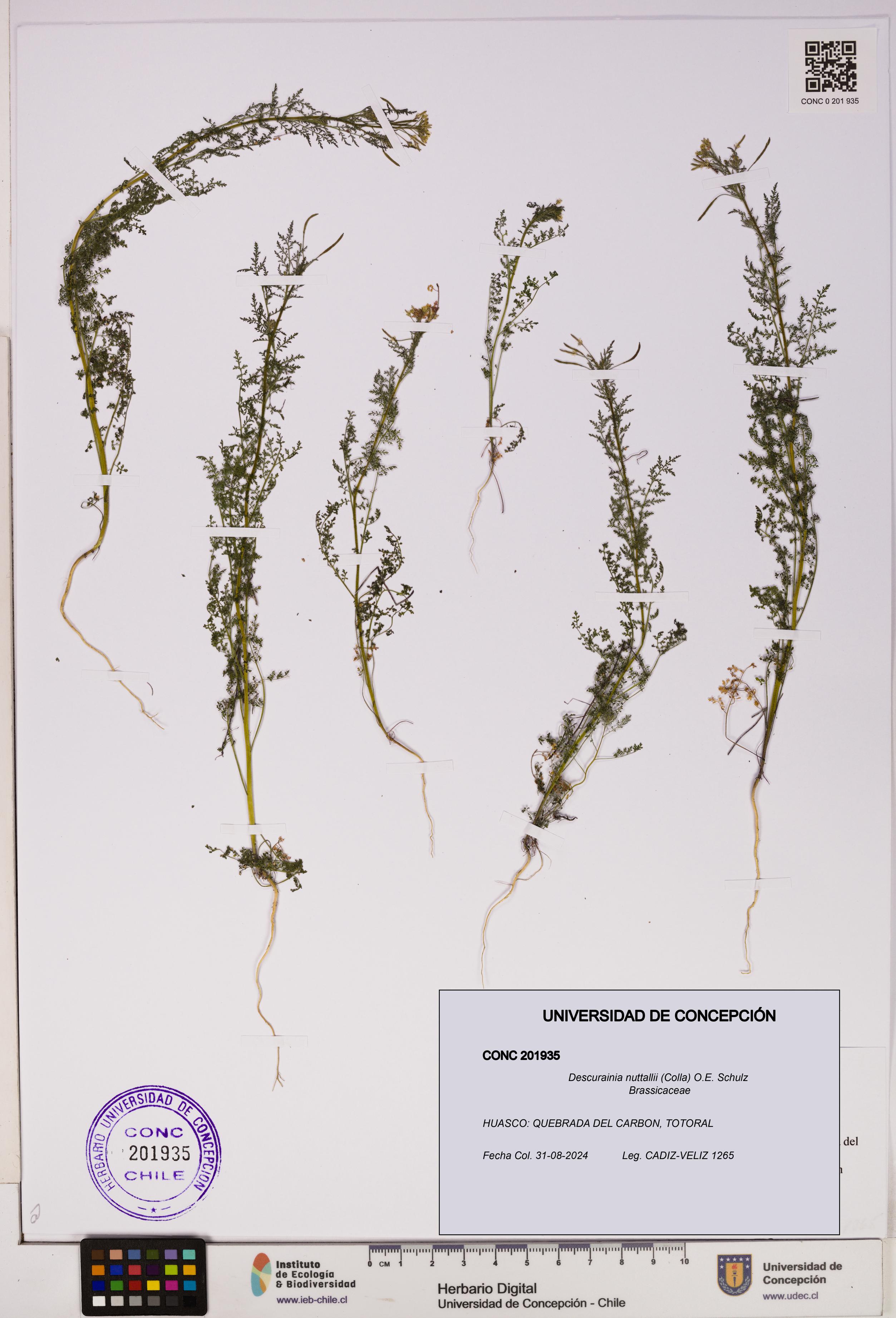 Descurainia nuttallii [Espécimen: UDEC:CONC:0201935]