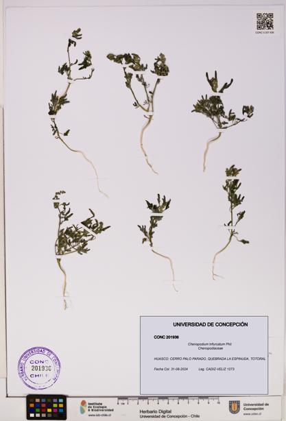 Chenopodium trifurcatum [Espécimen: UDEC:CONC:0201936]