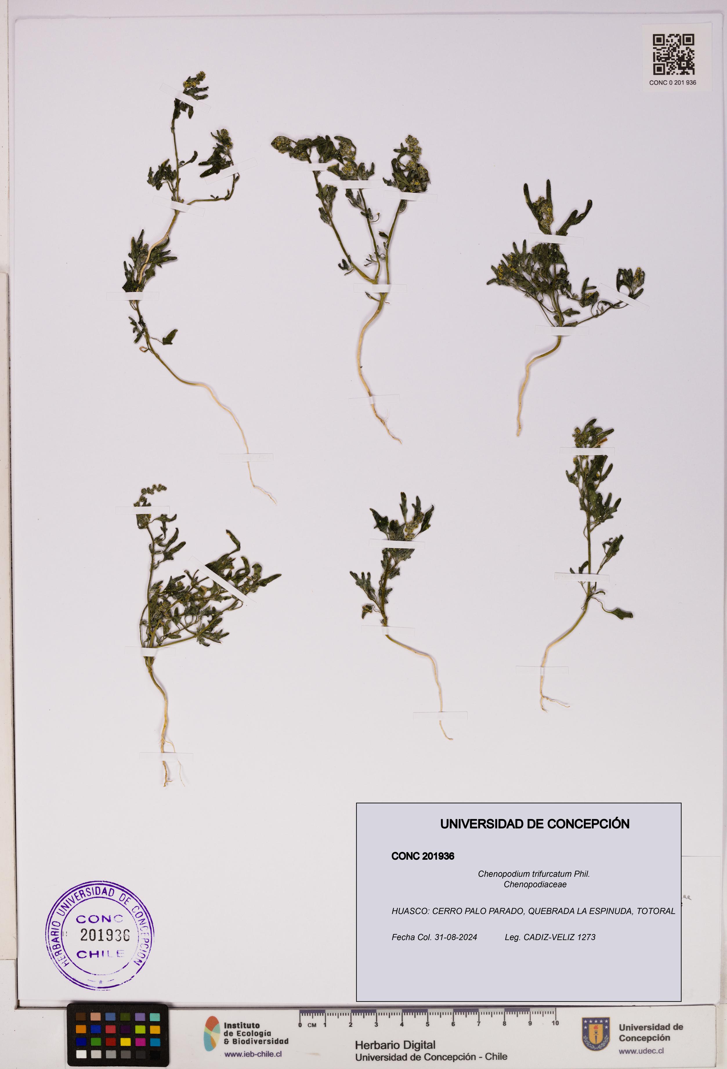 Chenopodium trifurcatum [Espécimen: UDEC:CONC:0201936]