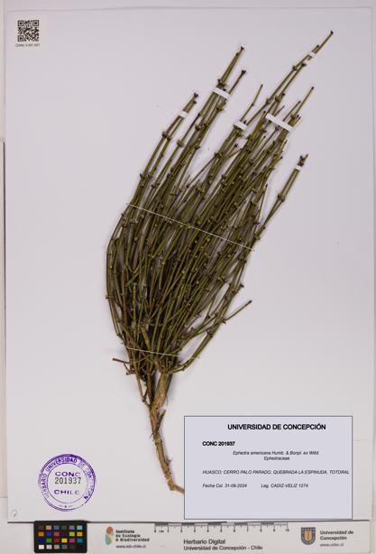 Ephedra americana [Espécimen: UDEC:CONC:0201937]