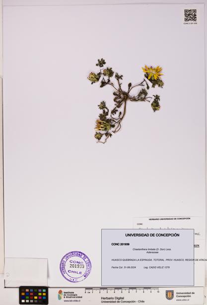 Chaetanthera limbata [Espécimen: UDEC:CONC:0201939]