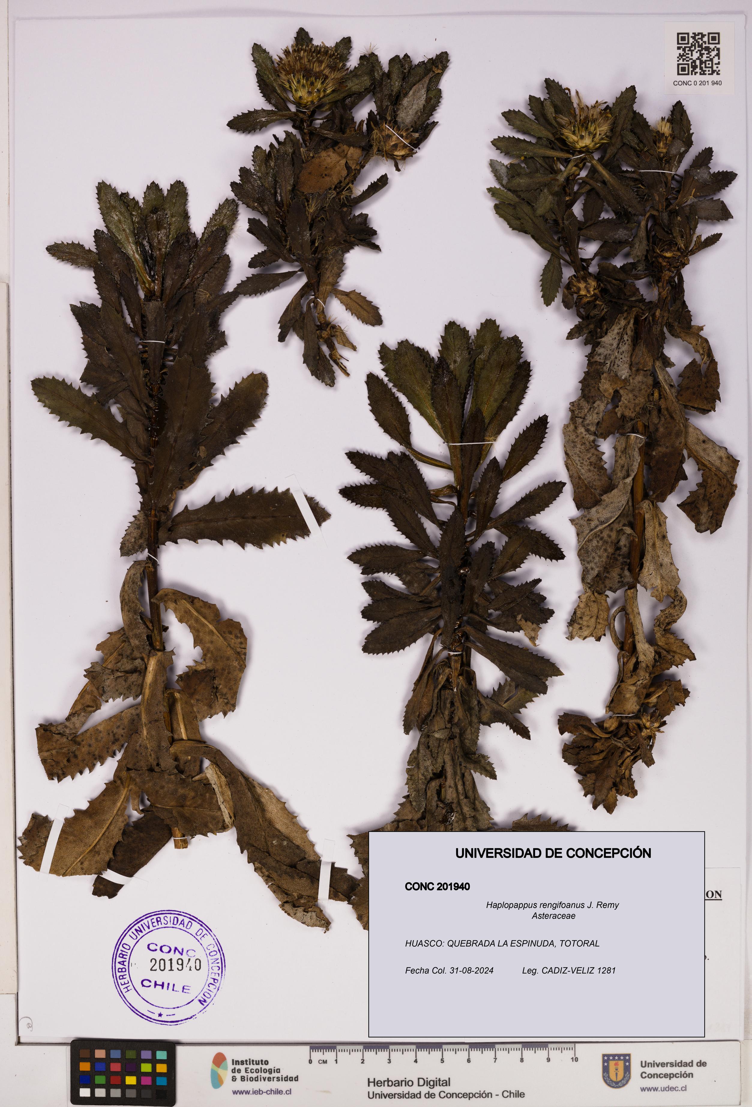 Haplopappus rengifoanus [Espécimen: UDEC:CONC:0201940]