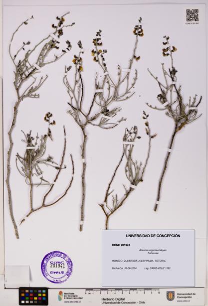 Adesmia argentea [Espécimen: UDEC:CONC:0201941]