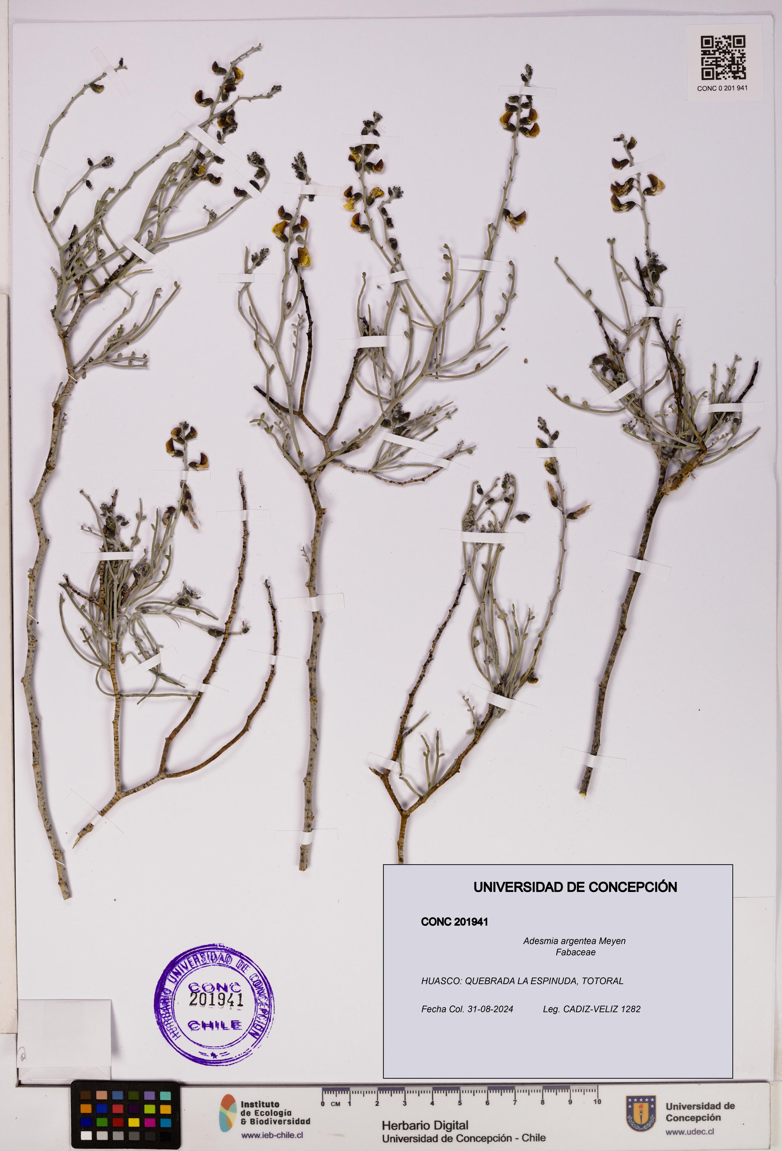 Adesmia argentea [Espécimen: UDEC:CONC:0201941]