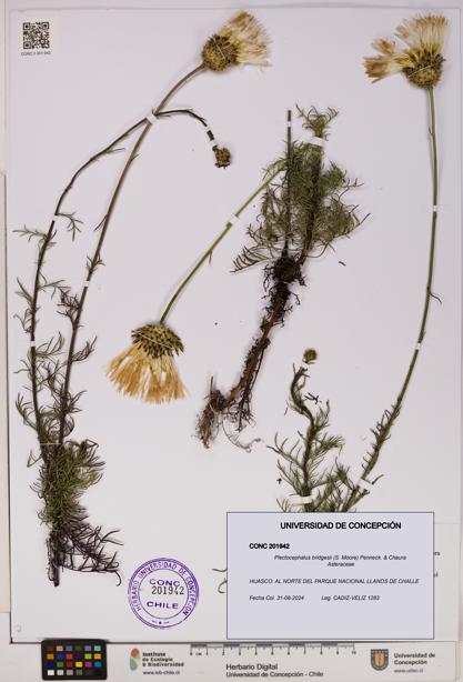 Plectocephalus bridgesii [Espécimen: UDEC:CONC:0201942]