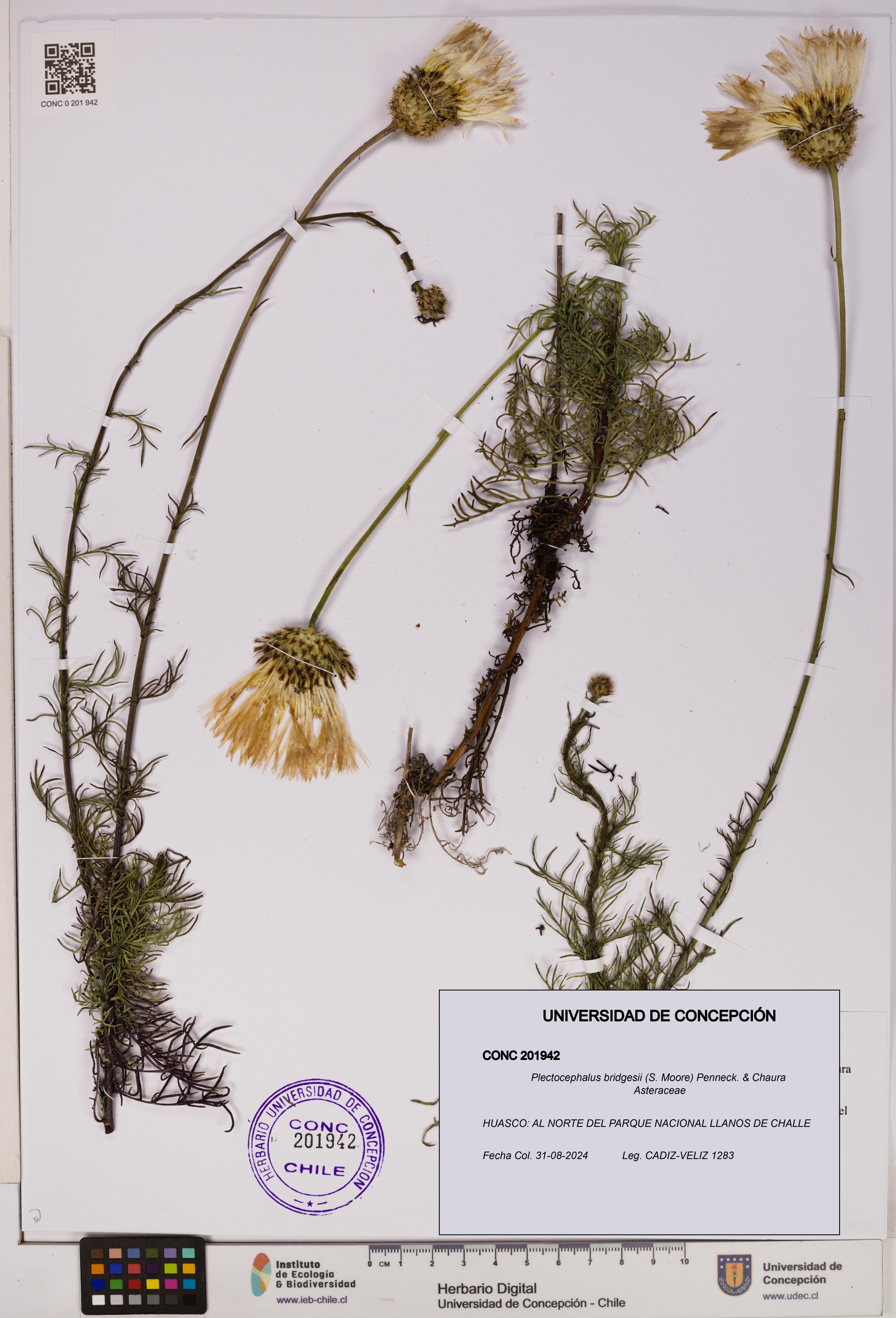 Plectocephalus bridgesii [Espécimen: UDEC:CONC:0201942]