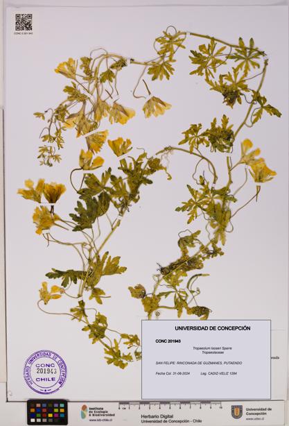 Tropaeolum looseri [Espécimen: UDEC:CONC:0201943]