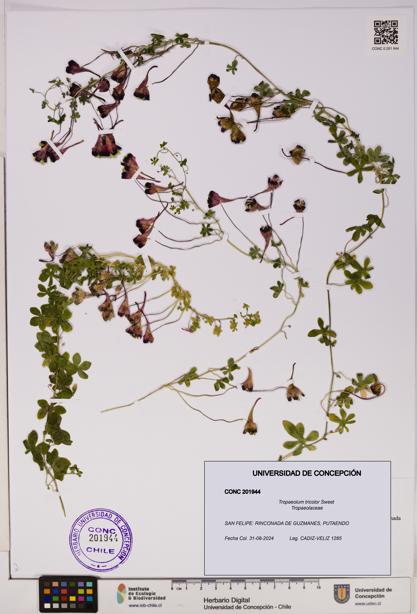 Tropaeolum tricolor [Espécimen: UDEC:CONC:0201944]
