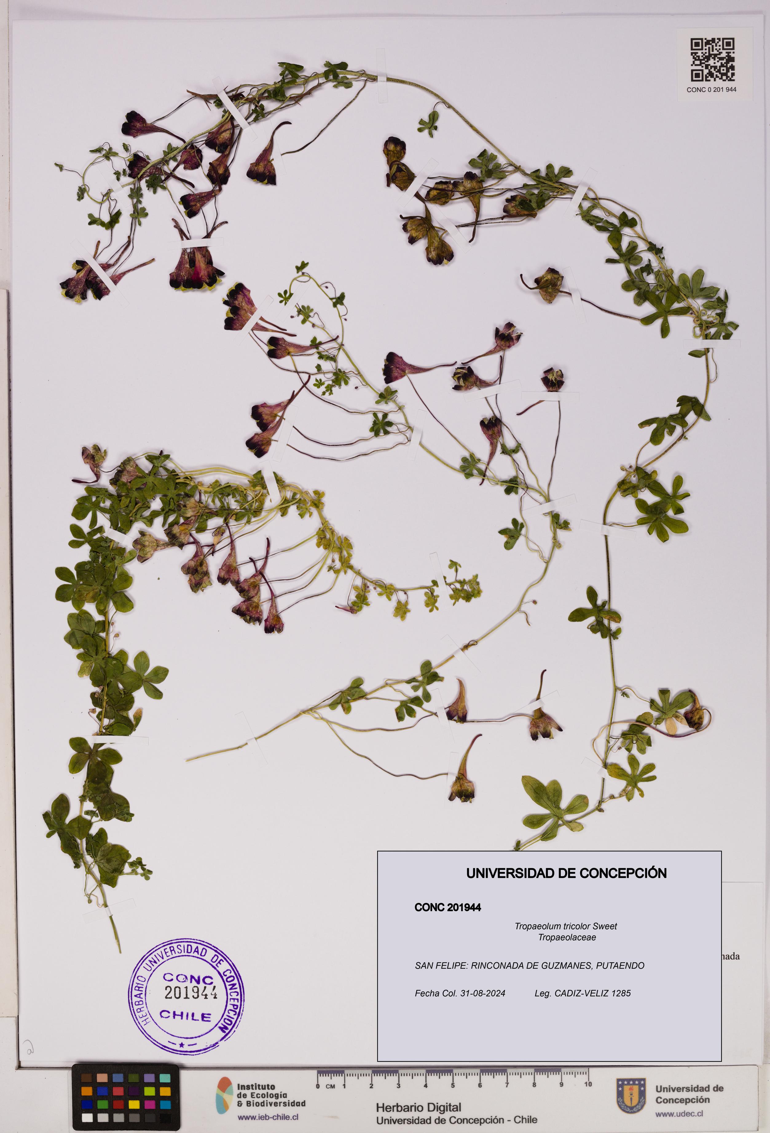 Tropaeolum tricolor [Espécimen: UDEC:CONC:0201944]