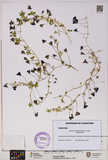 Tropaeolum azureum [Espécimen: UDEC:CONC:0201945]