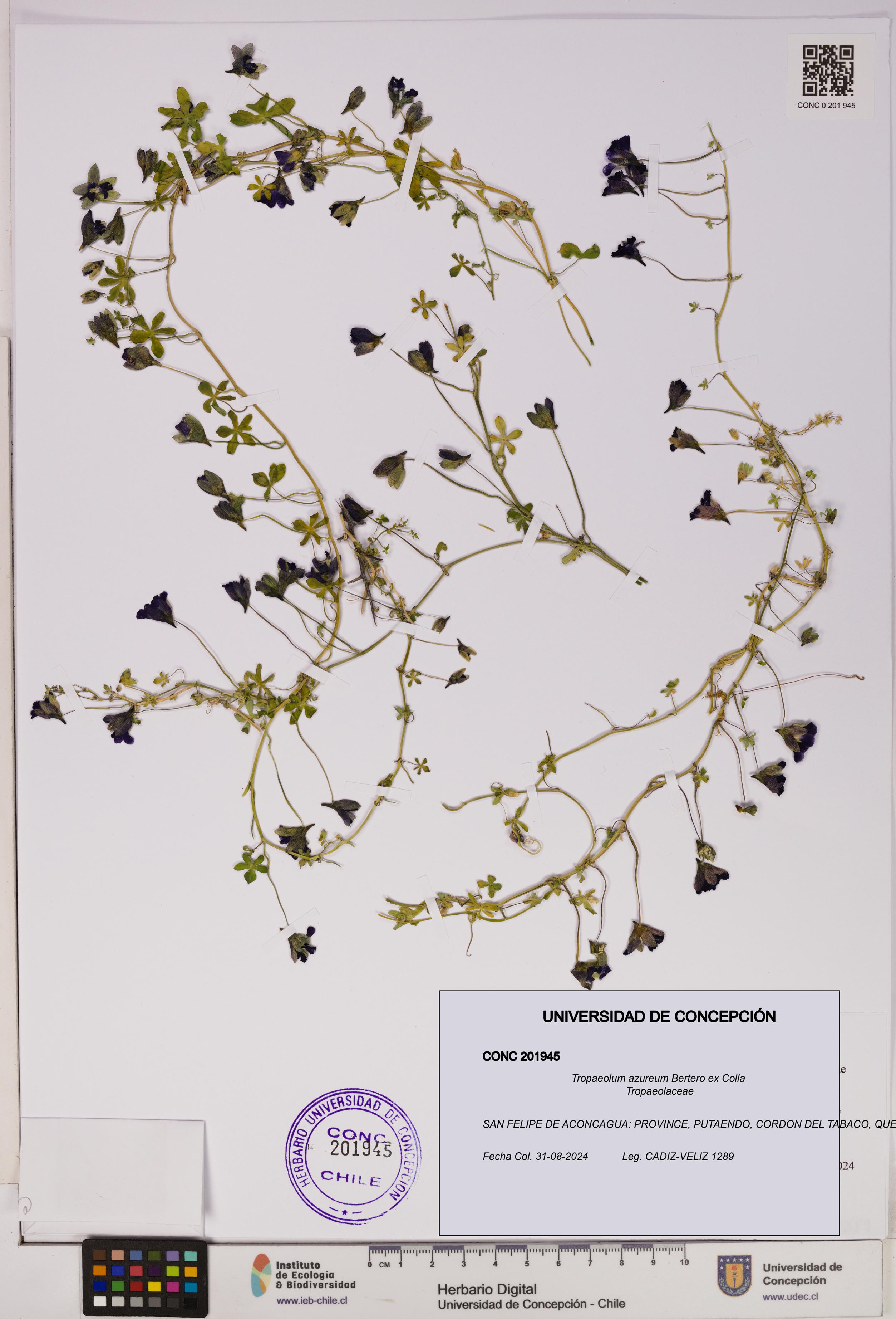 Tropaeolum azureum [Espécimen: UDEC:CONC:0201945]