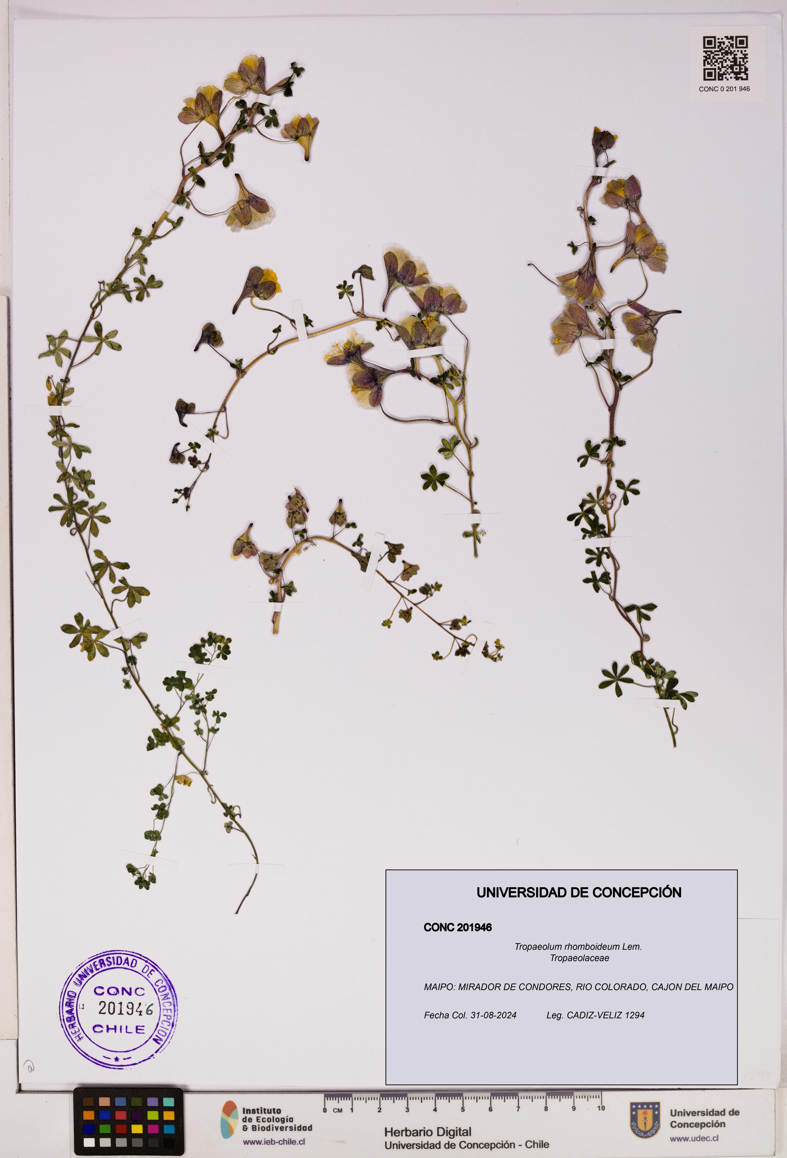 Tropaeolum rhomboideum [Espécimen: UDEC:CONC:0201946]