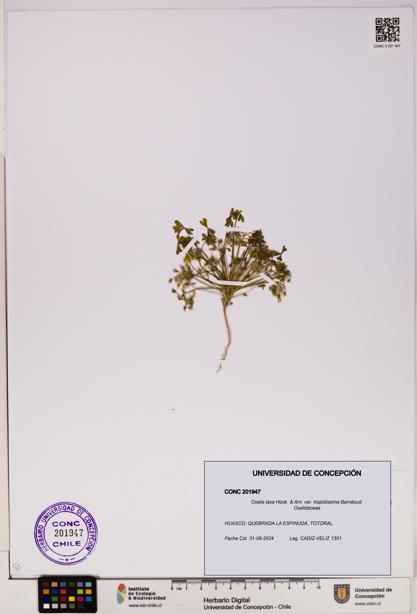 Oxalis laxa var. hispidissima [Espécimen: UDEC:CONC:0201947]