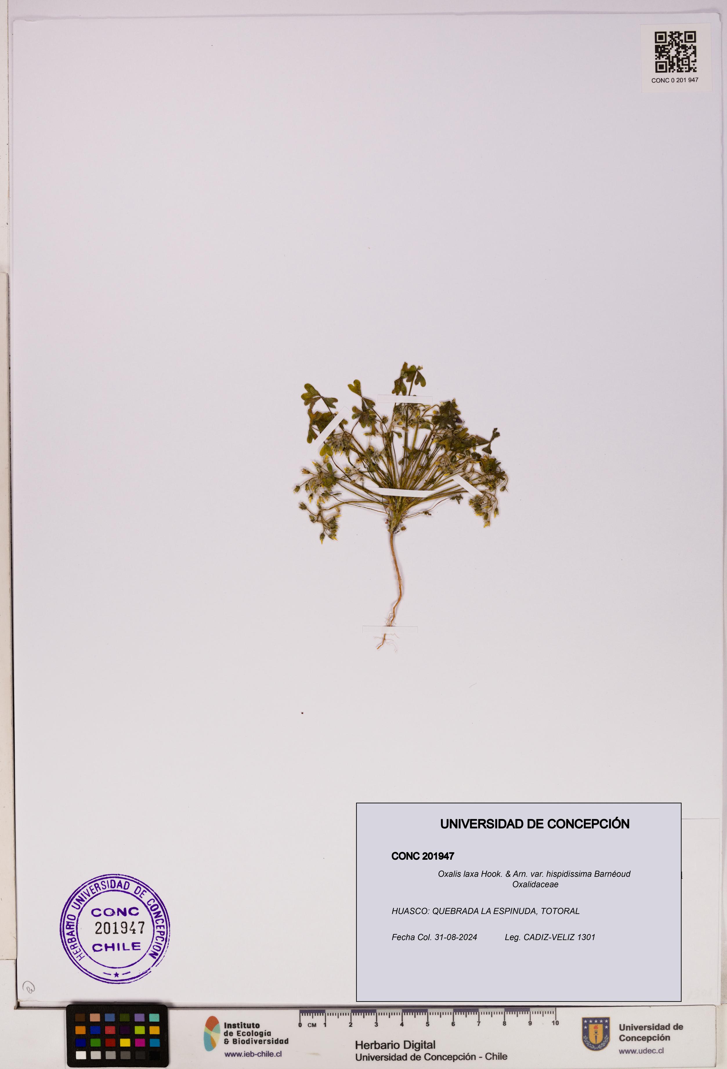 Oxalis laxa var. hispidissima [Espécimen: UDEC:CONC:0201947]