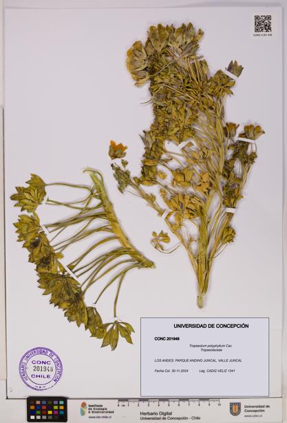 Tropaeolum polyphyllum [Espécimen: UDEC:CONC:0201948]