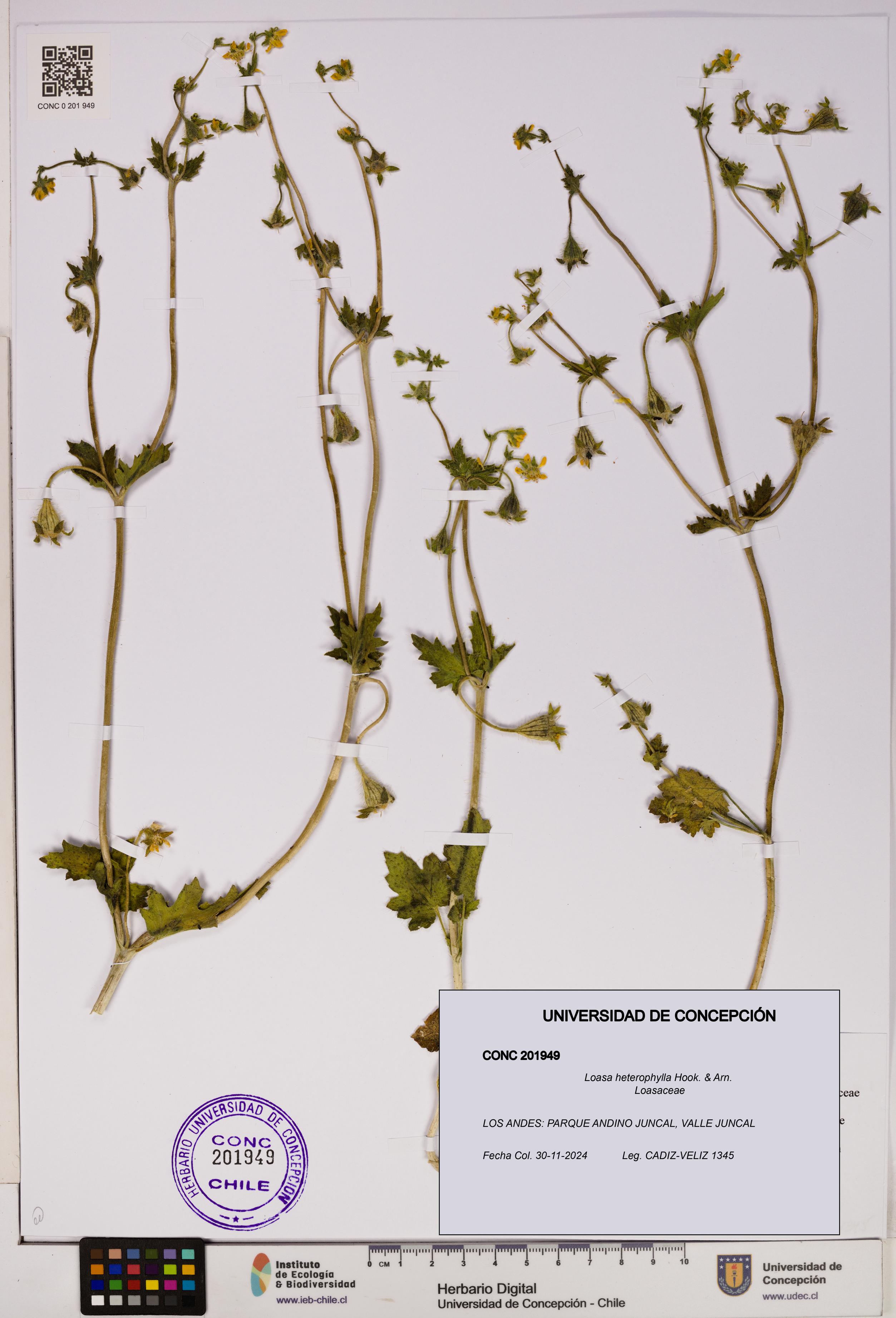 Loasa heterophylla [Espécimen: UDEC:CONC:0201949]