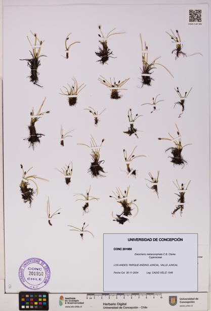 Eleocharis melanomphala [Espécimen: UDEC:CONC:0201950]