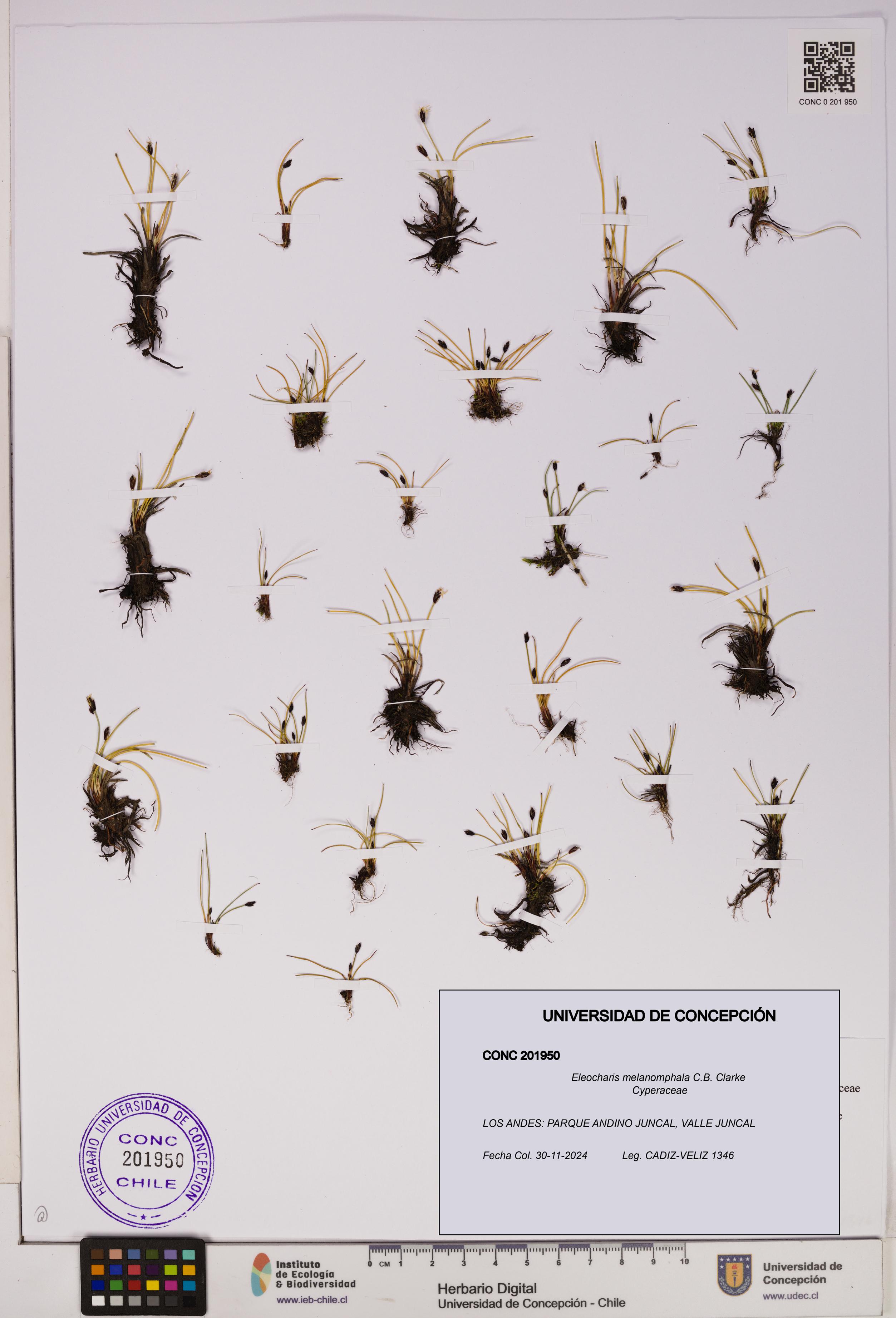 Eleocharis melanomphala [Espécimen: UDEC:CONC:0201950]