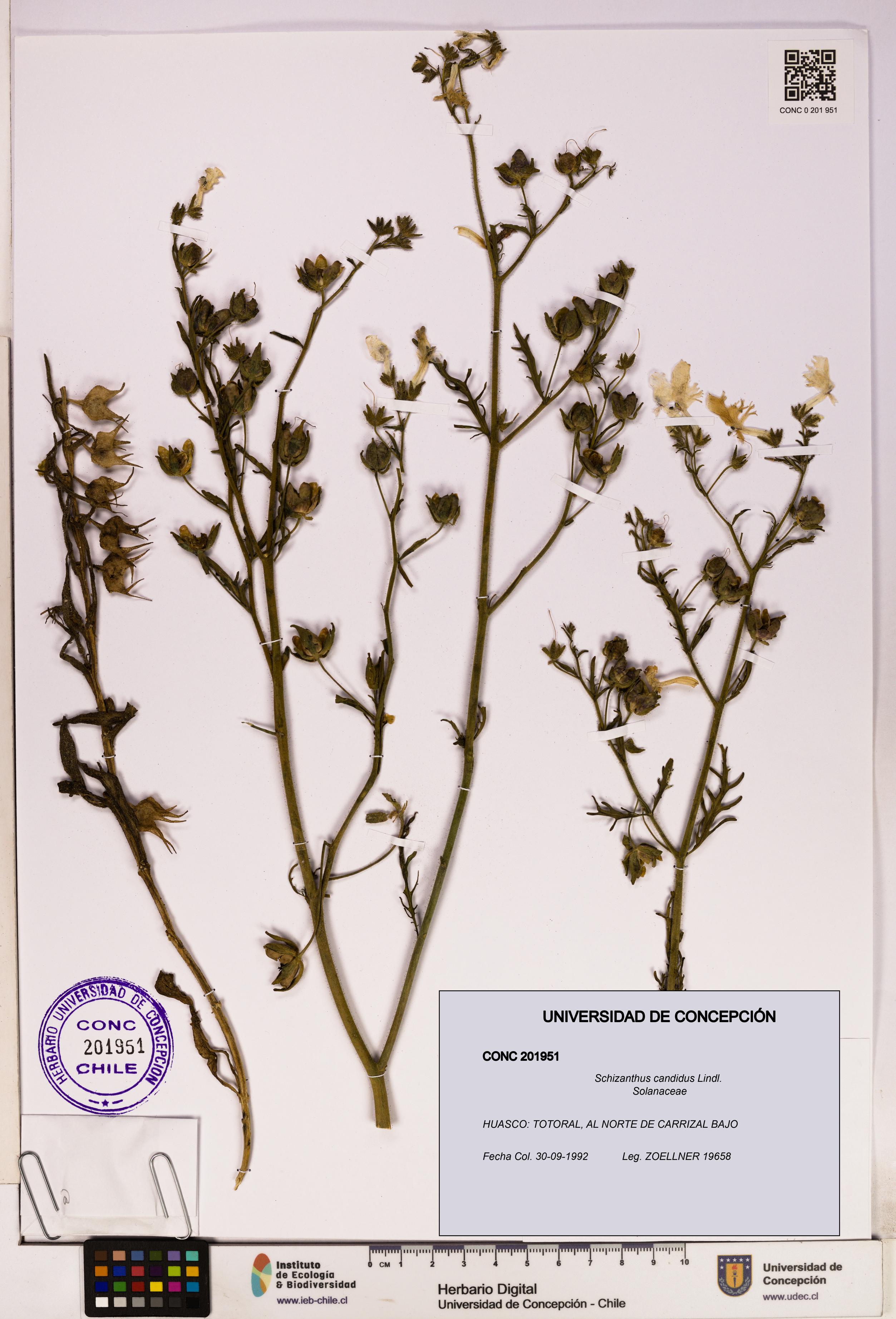 Schizanthus candidus [Espécimen: UDEC:CONC:0201951]