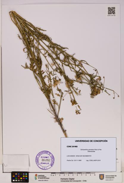 Schizanthus pinnatus [Espécimen: UDEC:CONC:0201952]