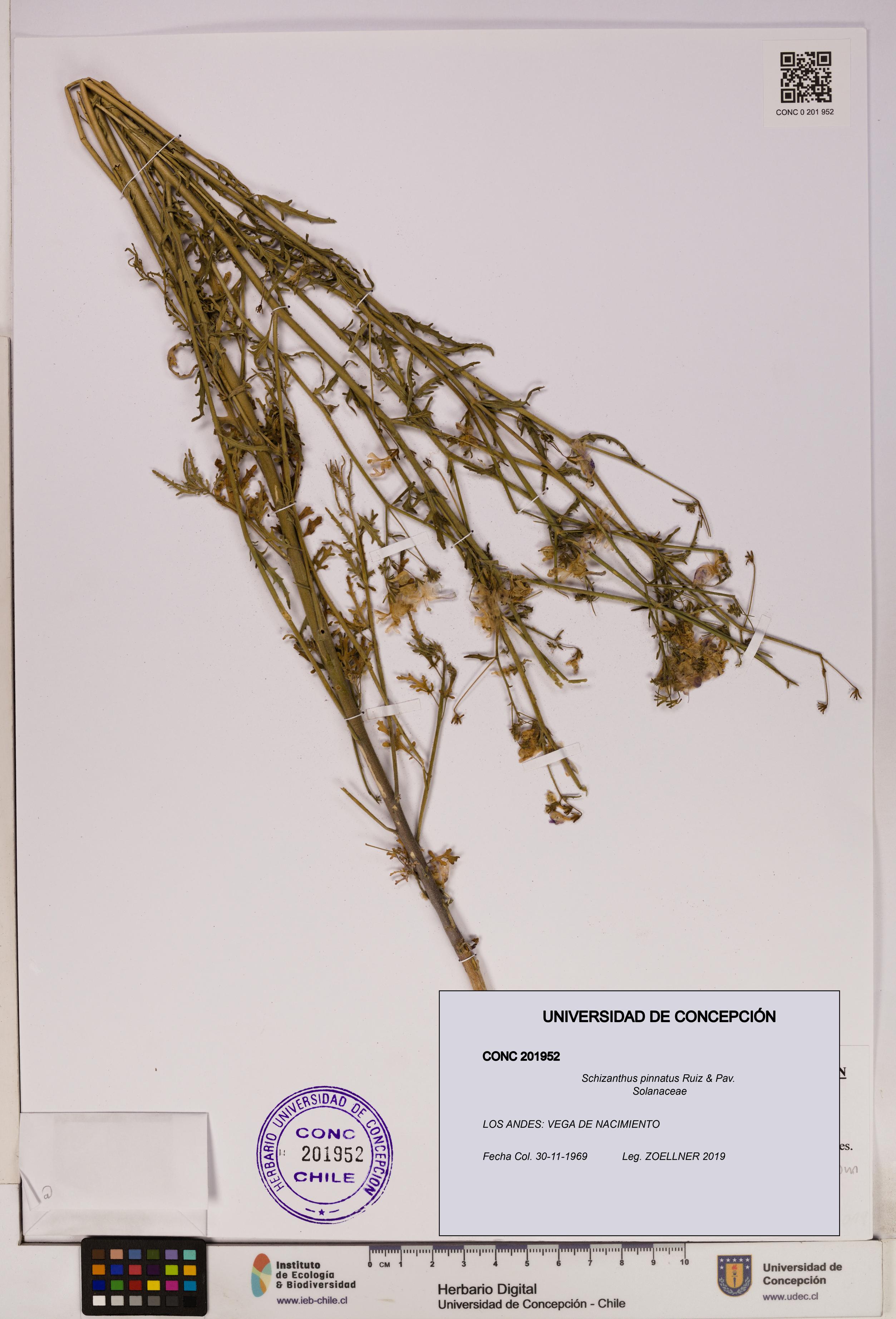 Schizanthus pinnatus [Espécimen: UDEC:CONC:0201952]