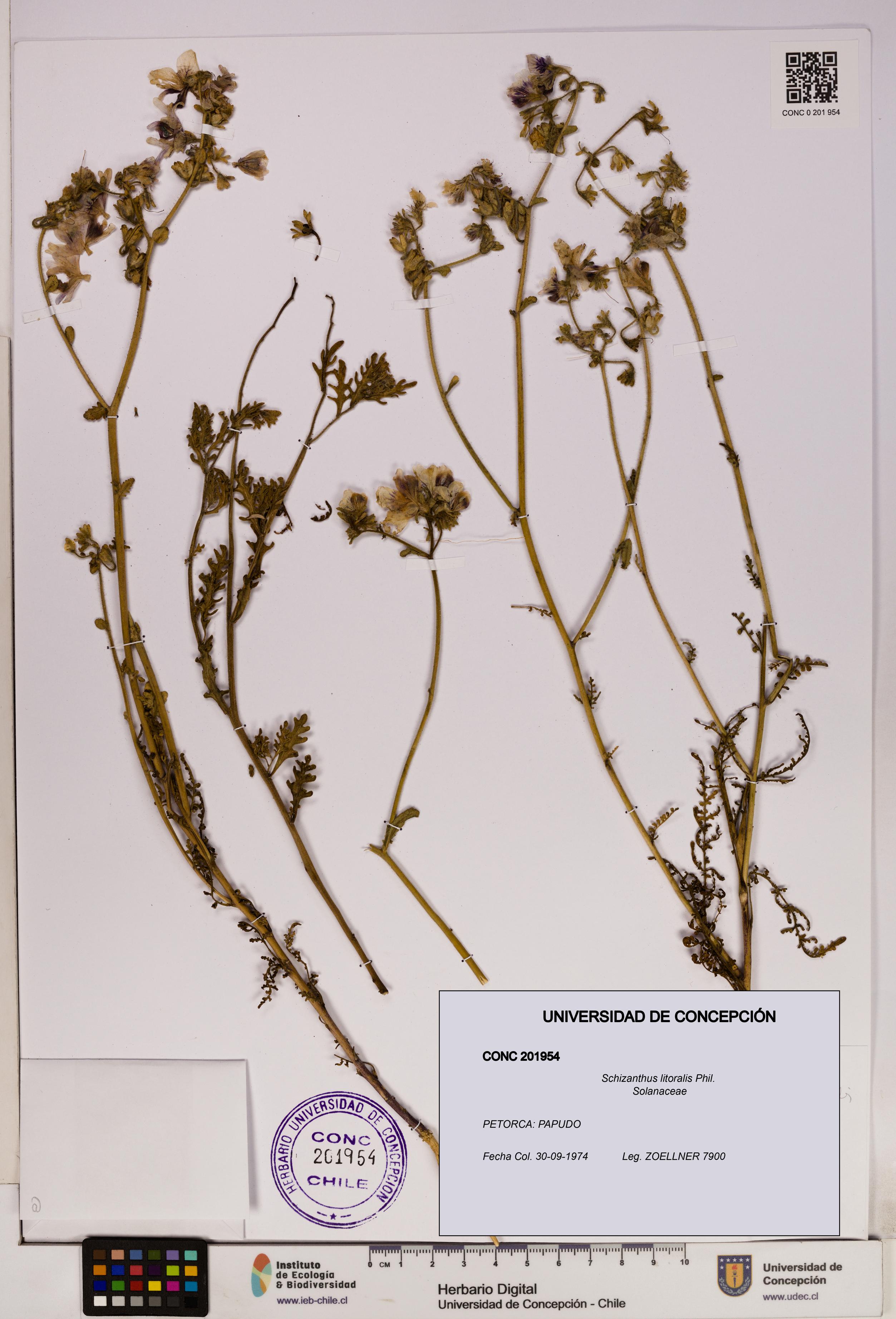 Schizanthus litoralis [Espécimen: UDEC:CONC:0201954]