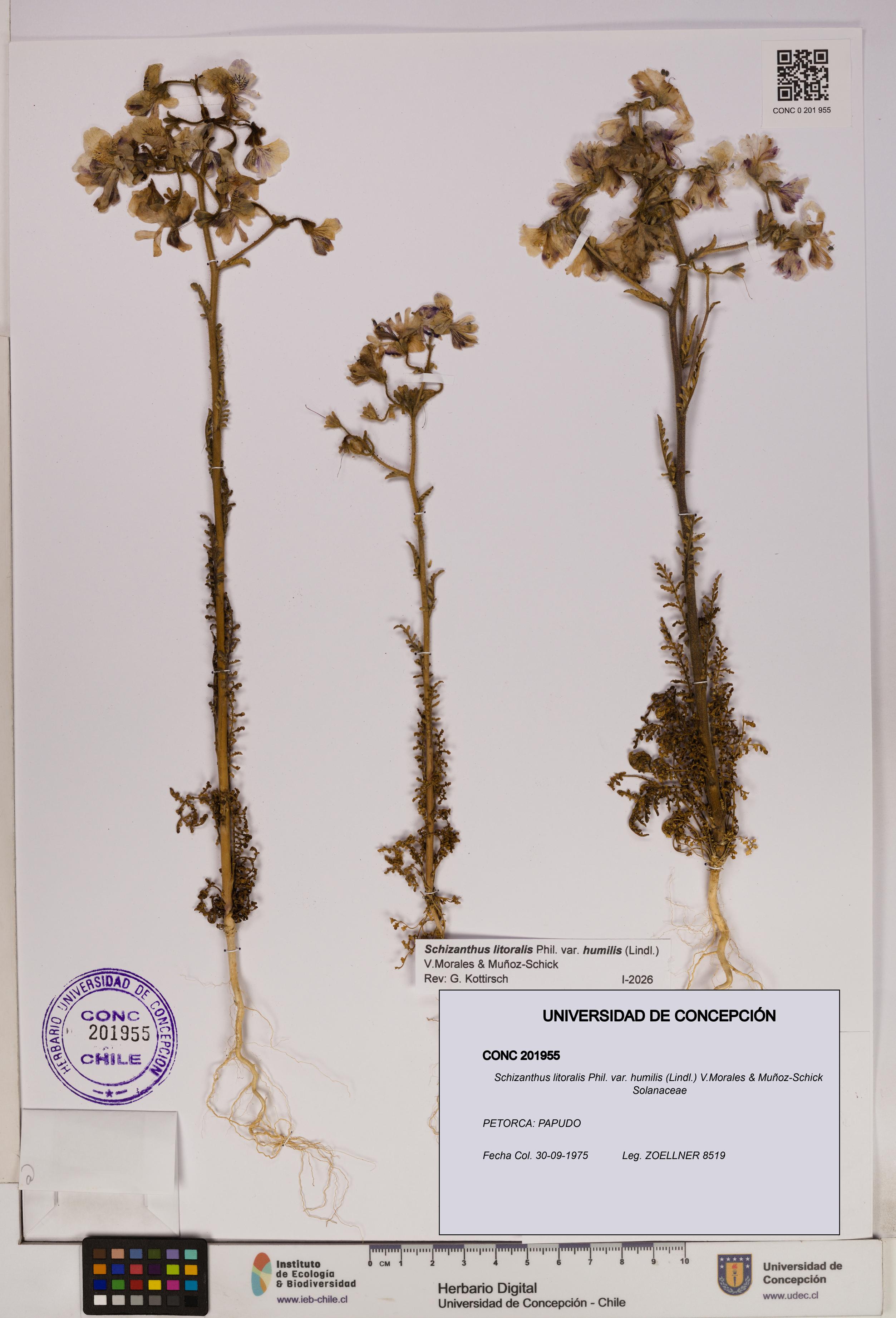 Schizanthus litoralis var. humilis [Espécimen: UDEC:CONC:0201955]