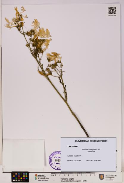 Schizanthus integrifolius [Espécimen: UDEC:CONC:0201956]