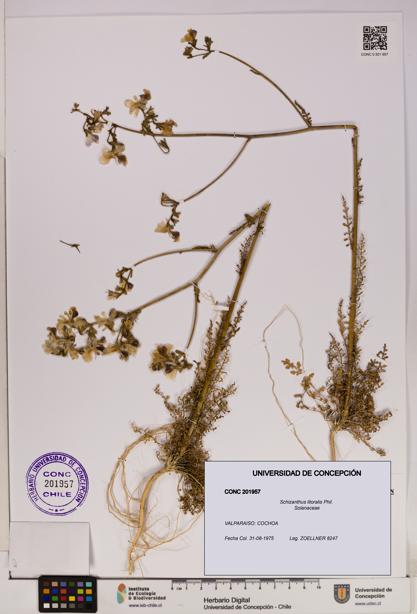 Schizanthus litoralis [Espécimen: UDEC:CONC:0201957]