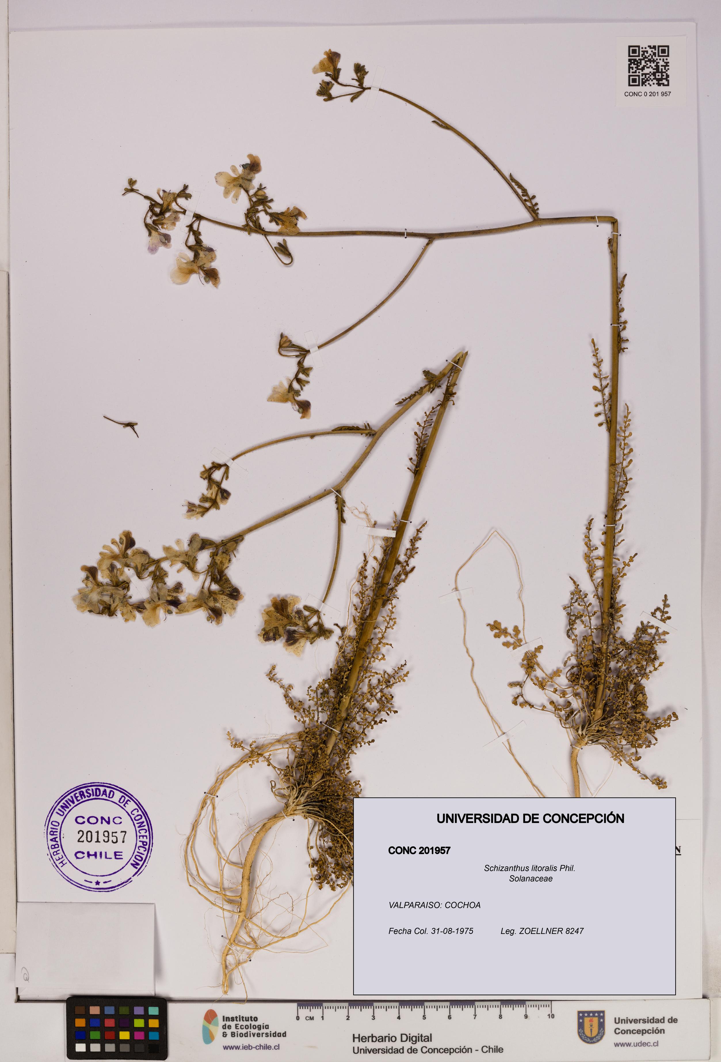 Schizanthus litoralis [Espécimen: UDEC:CONC:0201957]