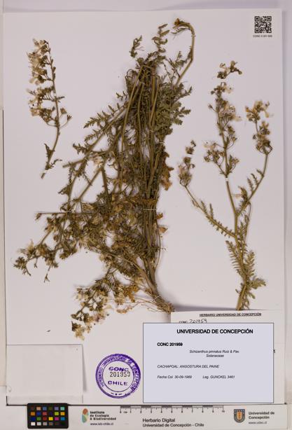 Schizanthus pinnatus [Espécimen: UDEC:CONC:0201959]