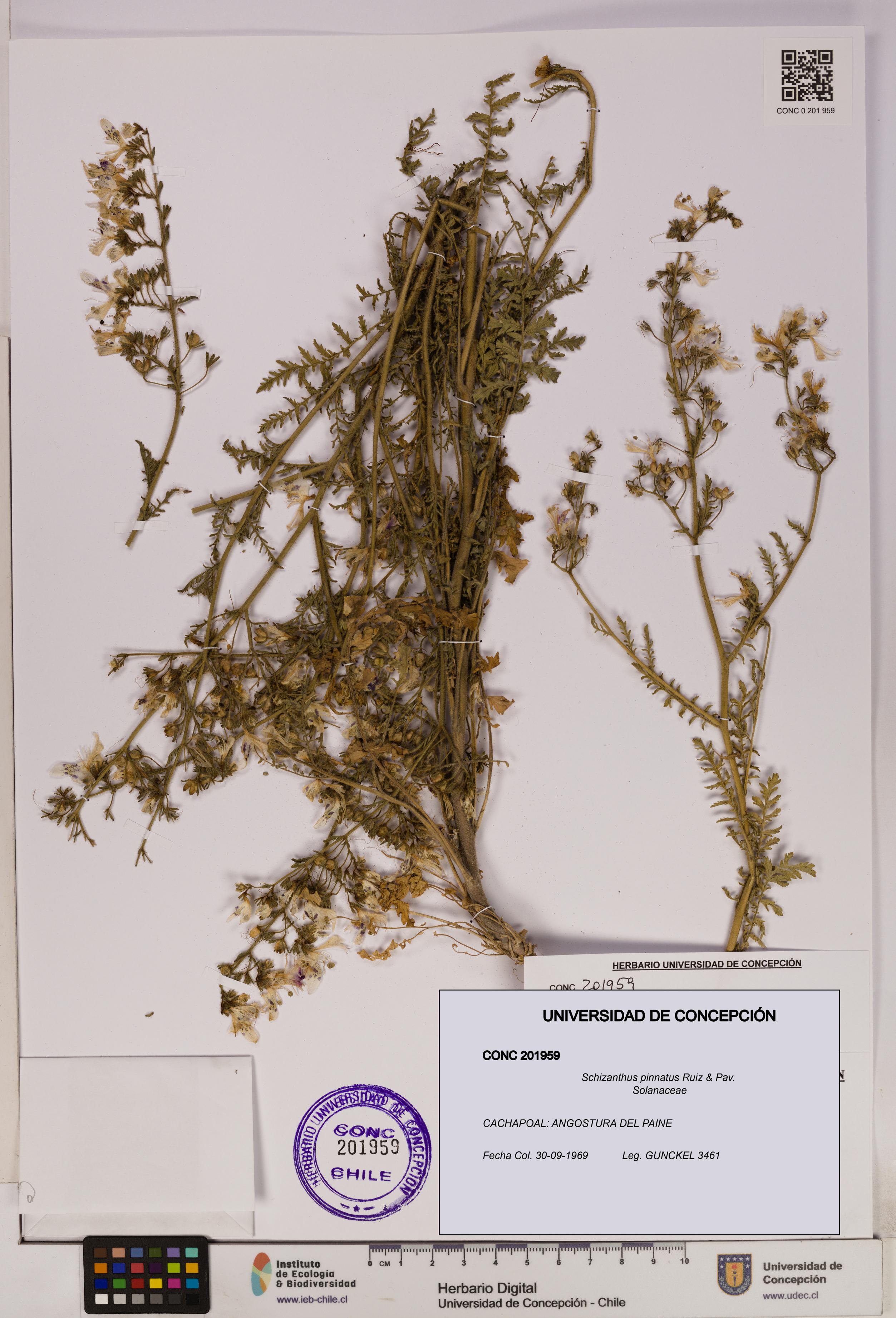 Schizanthus pinnatus [Espécimen: UDEC:CONC:0201959]
