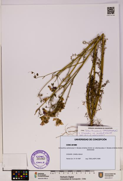 Schizanthus carlomunozii var. dilutimaculatus [Espécimen: UDEC:CONC:0201960]