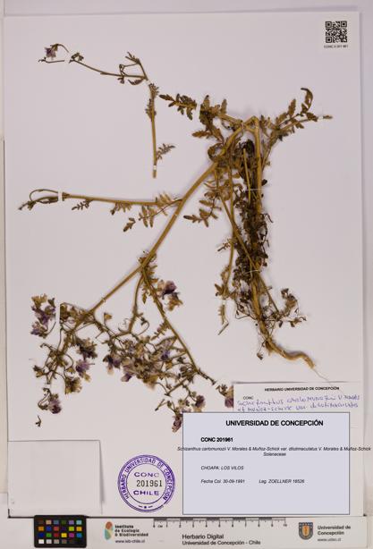 Schizanthus carlomunozii var. dilutimaculatus [Espécimen: UDEC:CONC:0201961]