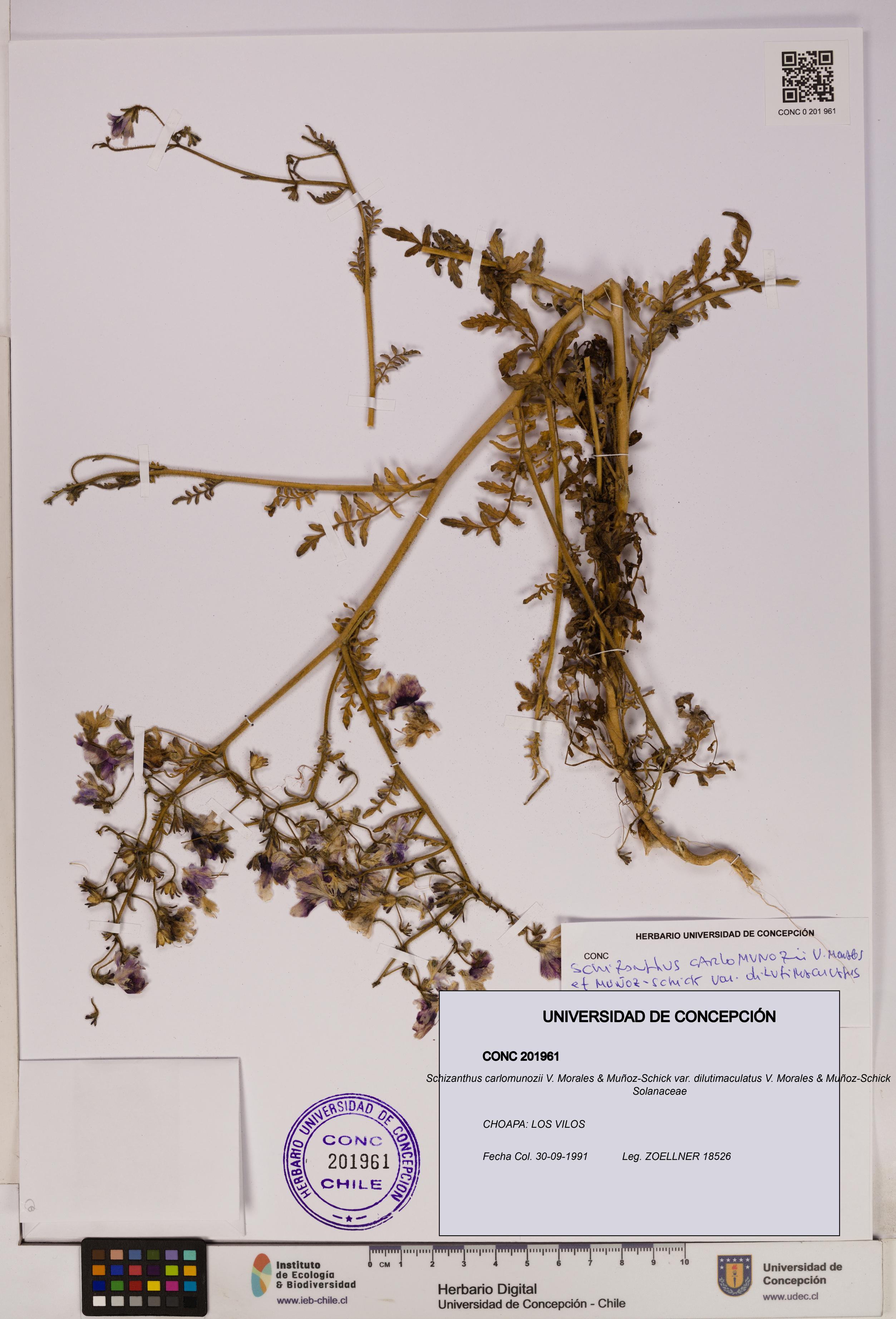 Schizanthus carlomunozii var. dilutimaculatus [Espécimen: UDEC:CONC:0201961]