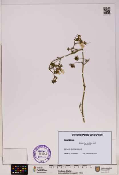 Schizanthus candidus [Espécimen: UDEC:CONC:0201962]