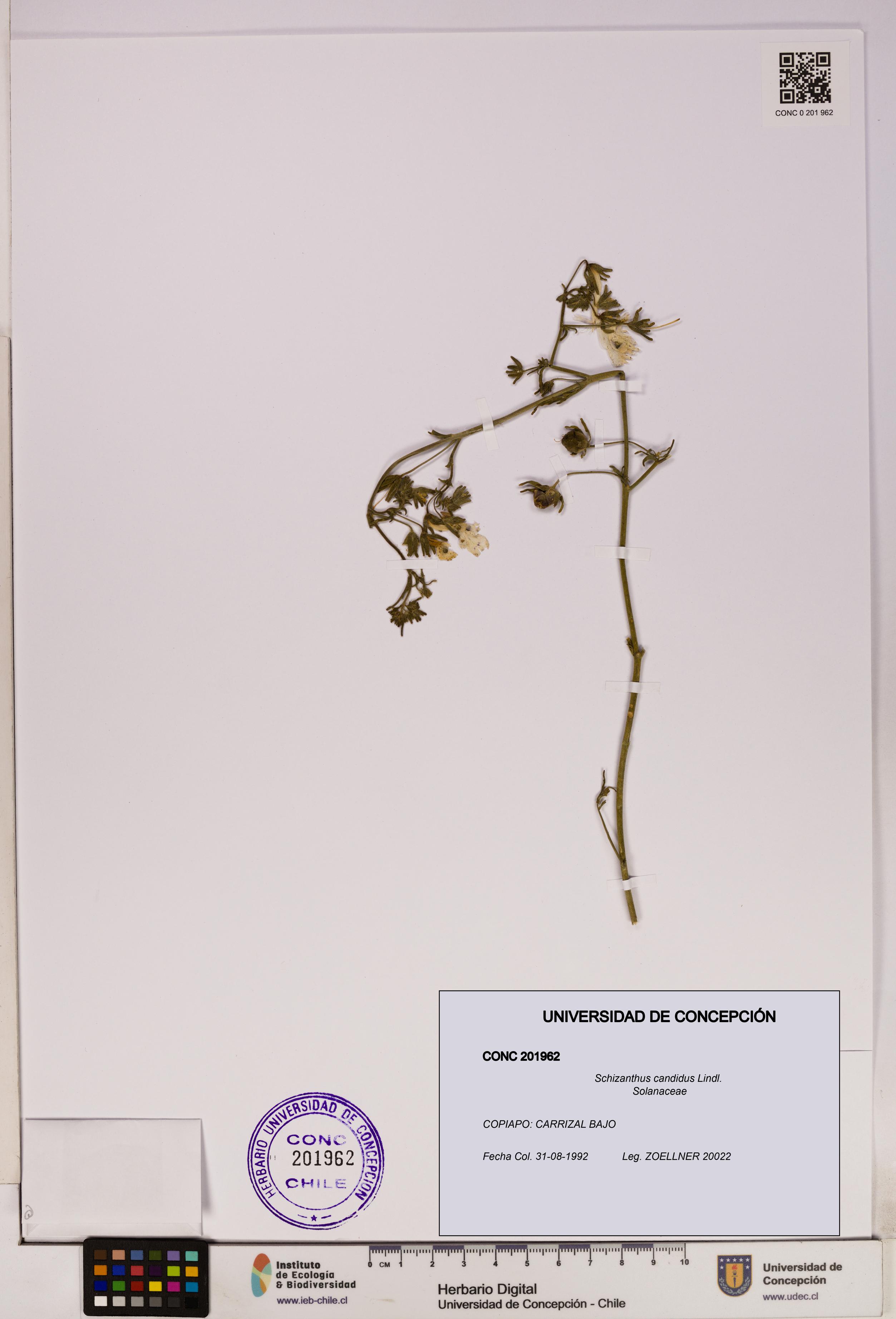 Schizanthus candidus [Espécimen: UDEC:CONC:0201962]