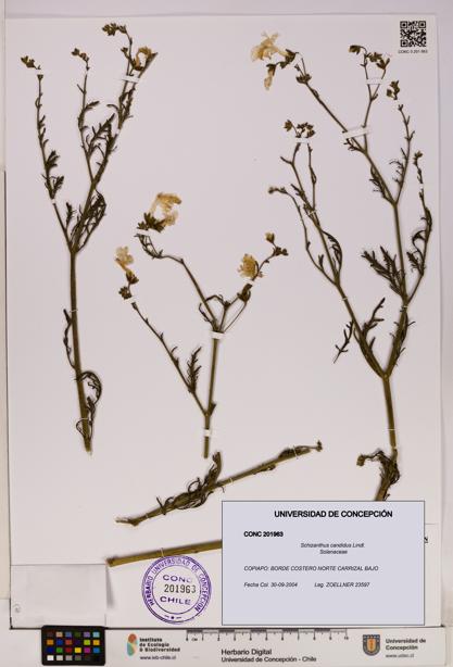 Schizanthus candidus [Espécimen: UDEC:CONC:0201963]