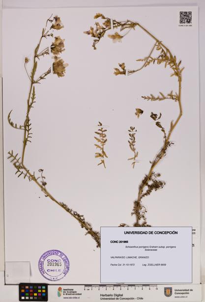 Schizanthus porrigens subsp. porrigens [Espécimen: UDEC:CONC:0201965]
