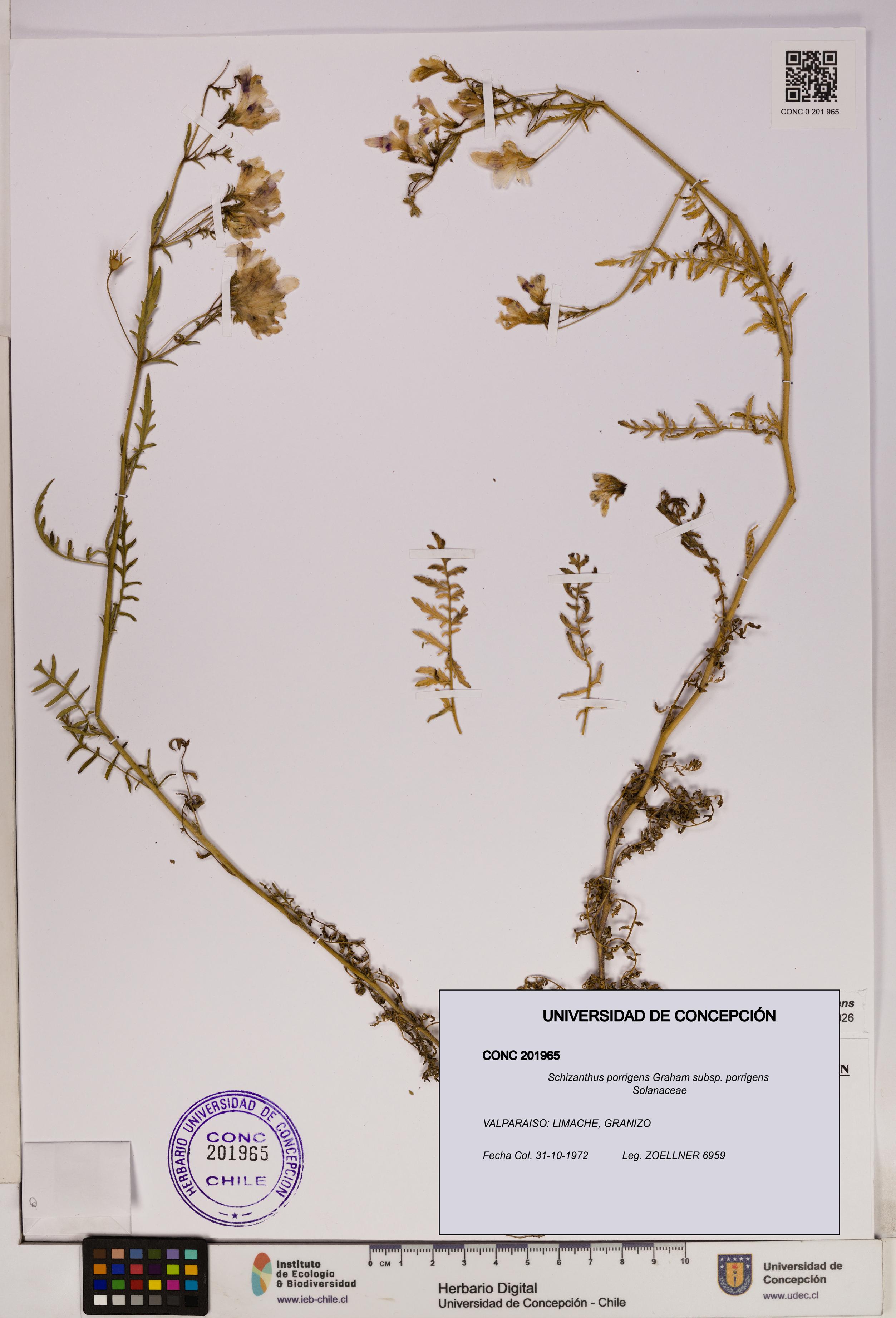 Schizanthus porrigens subsp. porrigens [Espécimen: UDEC:CONC:0201965]