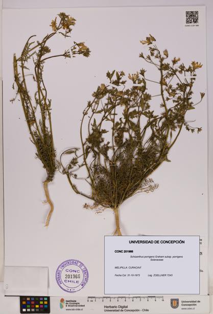 Schizanthus porrigens subsp. porrigens [Espécimen: UDEC:CONC:0201966]