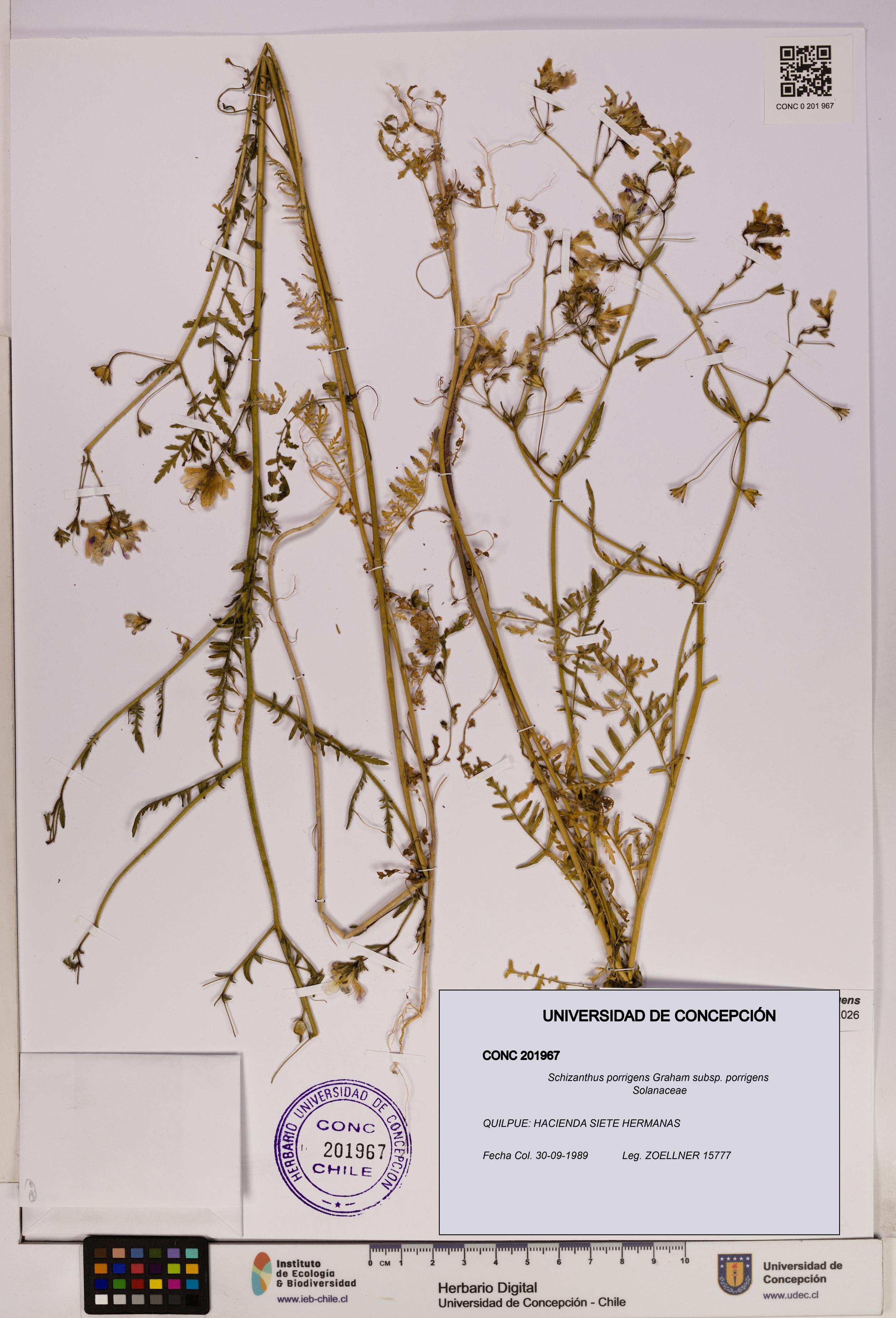 Schizanthus porrigens subsp. porrigens [Espécimen: UDEC:CONC:0201967]