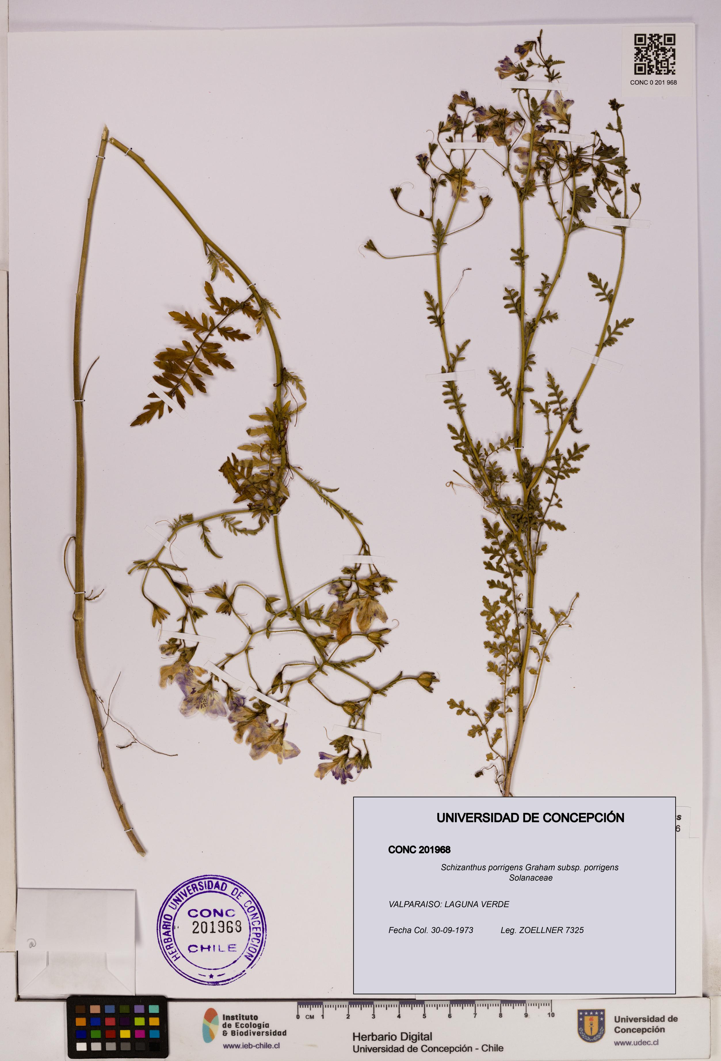 Schizanthus porrigens subsp. porrigens [Espécimen: UDEC:CONC:0201968]