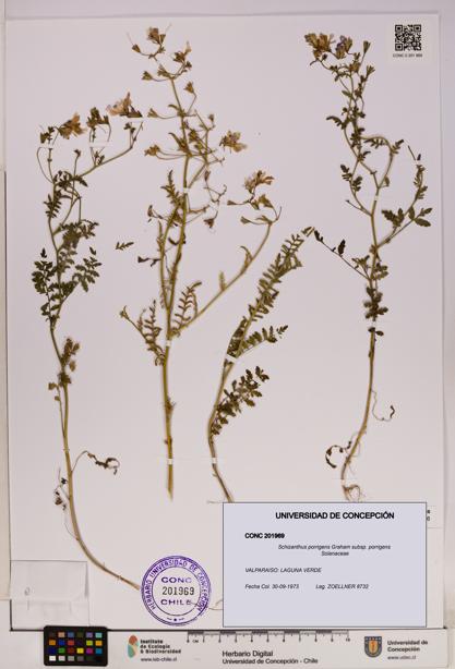 Schizanthus porrigens subsp. porrigens [Espécimen: UDEC:CONC:0201969]